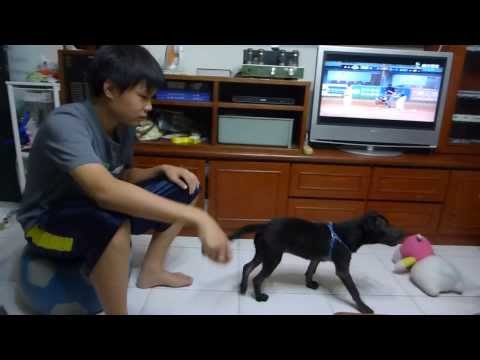 開始學習訓練狗