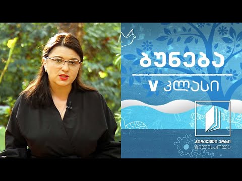 ბუნება V კლასი - ცხოვრება ტყეში; იარუსიანობა #ტელესკოლა