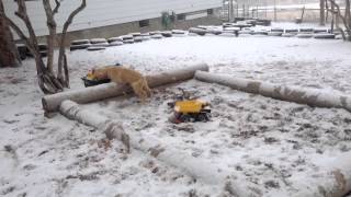 Mattiaci Golden Retriever puppies: Rico Petrus snow party