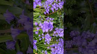 Beautiful Bluebell Flowers in Nature | Relaxing Spring Garden Video 🌿💜