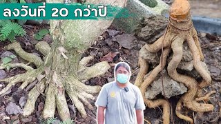 อาณาจักรบอนไซพี่ทินนี่ สุพรรณ ลงดินไว้เป็นยี่สิบปี หลายร้อยต้น