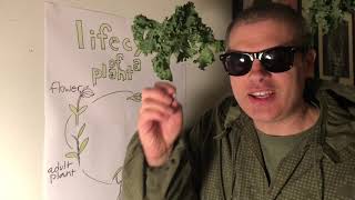 The Life Cycle Of Plants With Mr. Jaffe