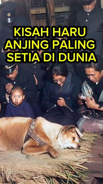 Hachiko, Kisah haru anjing paling setia di dunia #hachiko #akita #anjing #setia #tokyo