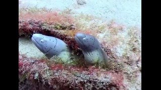 Two Moray Eel Friends