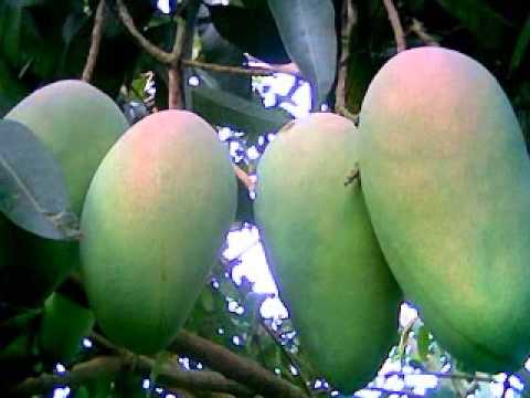 jual bibit mangga di jakarta hub 08121605732 jual bibit mangga di jakarta hub 08121605732