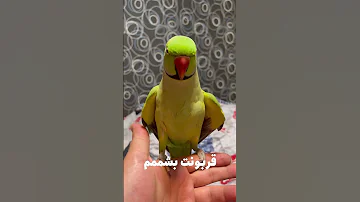 Speaking Parrot طوطی سخنگو 