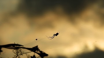 Fly Trapped in Spider