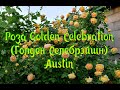 Роза Golden Celebration (Голден Селебрэйшн) Austin