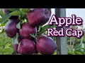 Яблоня Ред Кап / Apple Red Cap