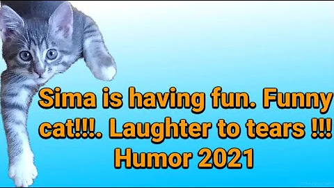 Video 4636981: funnycats meow, meow fun, funny cat