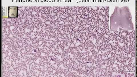 1. Introduction to Microscopy