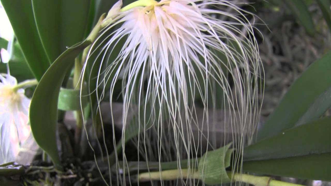 The MopHead Orchid, Bulbophyllum medusae YouTube