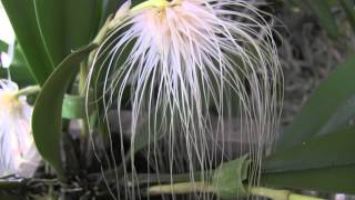 16 November 2014 • How I grow and bloom Bulbophyllum medusae