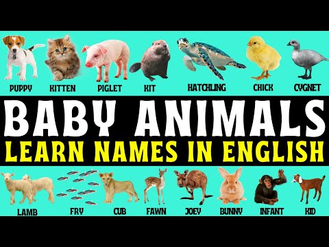 Video: Pet Scoop: U.K. Shelter dává koťátka Royal Baby Names, Owlets zachránil před požárem