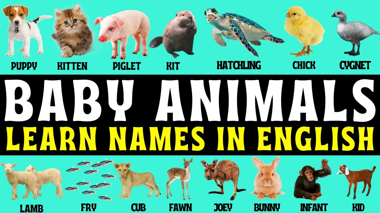 Baby Animals Names in English | Glossary | Terminology | Wordlist ...