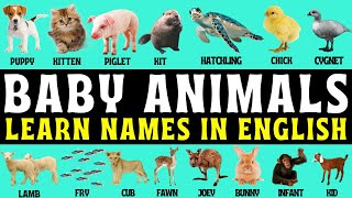 Baby Animals Names In English Glossary Terminology Wordlist Calf Pup Cub Kitten