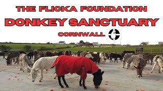 Cornwall Donkey Sanctuary