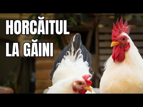 Video: Gușa la o pasăre este Pentru ce este?
