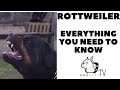 The ROTTWEILER - Everything You need to know! DogcastTV!