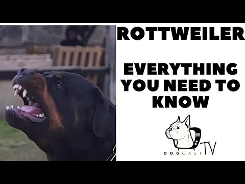 The ROTTWEILER - Everything You need to know! DogcastTV!