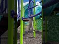 Raccoon explores playground