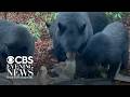 Increasingly common bear encounters cause fear across U.S.