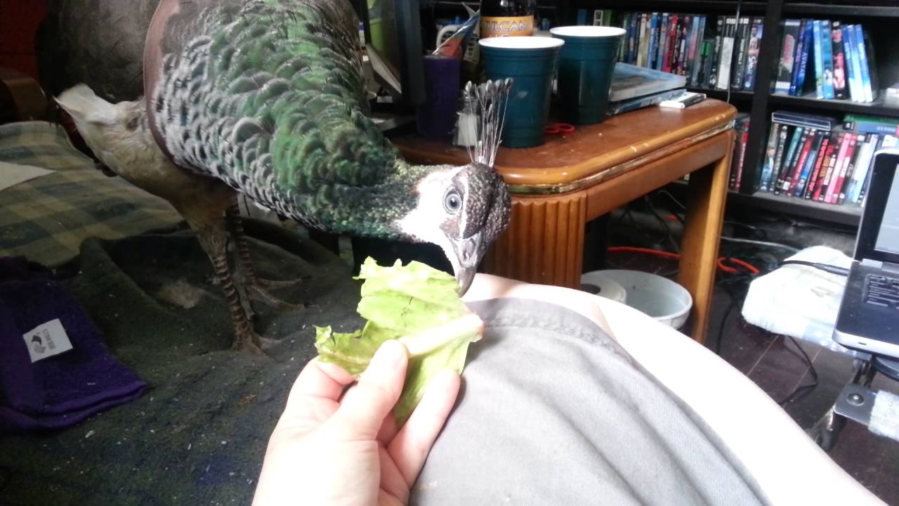 Beep eats lettuce YouTube
