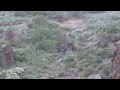 Сибирские горные козлы на горе
