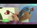 MONITOR | Mabel Blanco | Blue Bird con frutas - ÓLEO PROFESIONAL | Manos a la Obra