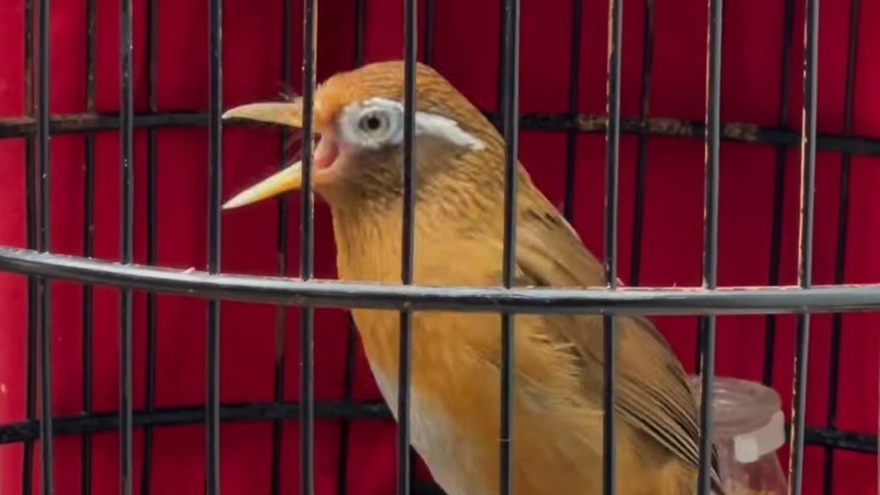 Hoạ mi hót luyến láy giọng rừng nghe cực đã/ Luyện giọng chim hoạ mi, Vực hoạ mi yếu lửa nhanh sung