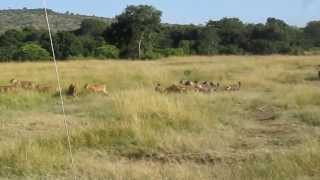 Hyena snatch Lions Prey