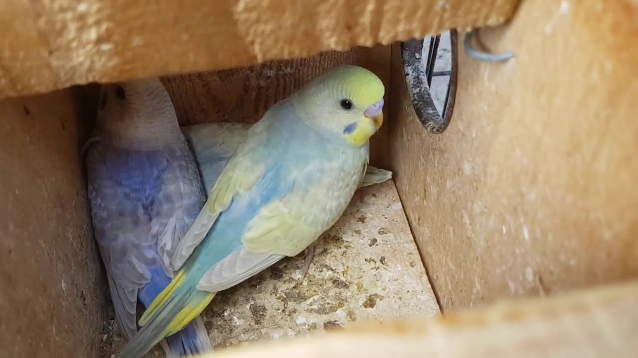 تزاوج الرينبو البلو سكاي مع الموف.