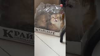 ТГ: layla_winx #гипнокоуч #гипнолог #гипнотерапия #гипнологонлайн #гипноз #транс #гипнозонлайн