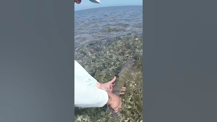 Them Biscayne bones