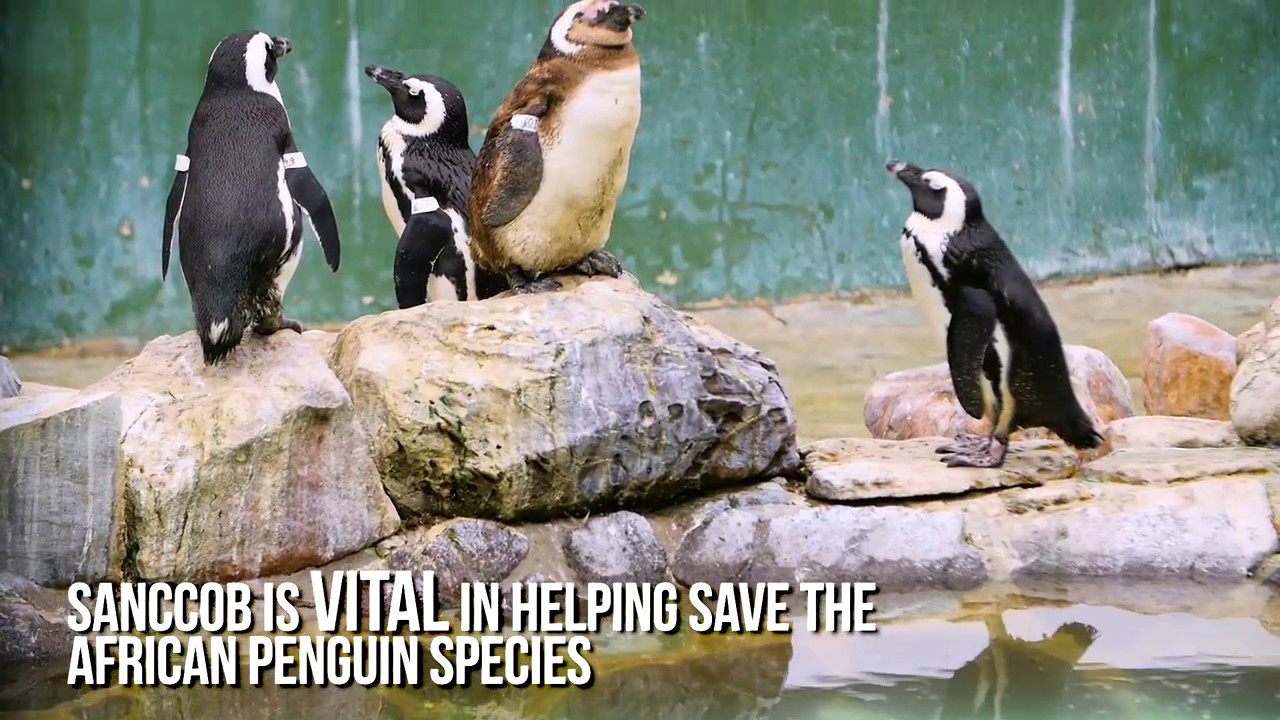 Saving African Penguins with SANCCOB in South Africa