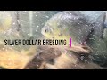 SILVER DOLLAR BREEDING (Metynnis argenteus)