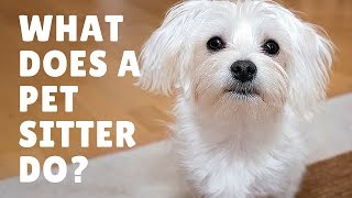 What Does A Pet Sitter Do?