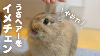 うさぎから触角がはえたNo.145