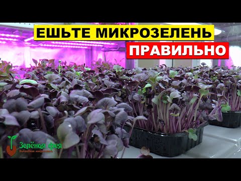 Видео: Что такое микрозелень и как правильно её есть. Микрозелень Зелёная Фея - это живая грядка у вас дома