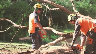 Best Tree Services In Longview, TX | Land Services In East Texas
