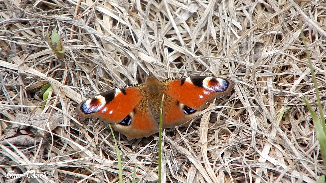 Сонцевик павиче око або сонцевик павич / European Peacock butterfly