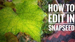 How to edit like a pro in SNAPSEED| TECH FRAMES MALAYALAM | screenshot 5