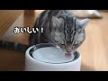 新しい自動給水器でおいしそうに水を飲む猫 PETKIT EVERSWEET WIRELESS　W4X