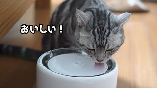 新しい自動給水器でおいしそうに水を飲む猫 PETKIT EVERSWEET WIRELESS　W4X