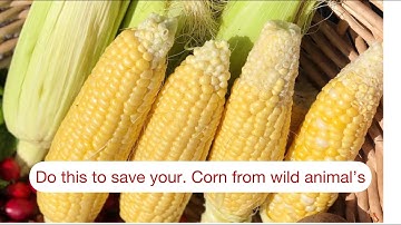 MUST WATCH TO SECURE YOUR CORN HARVEST || WILD ANIMALS EATING MY PRECIOUS CORN 🌽