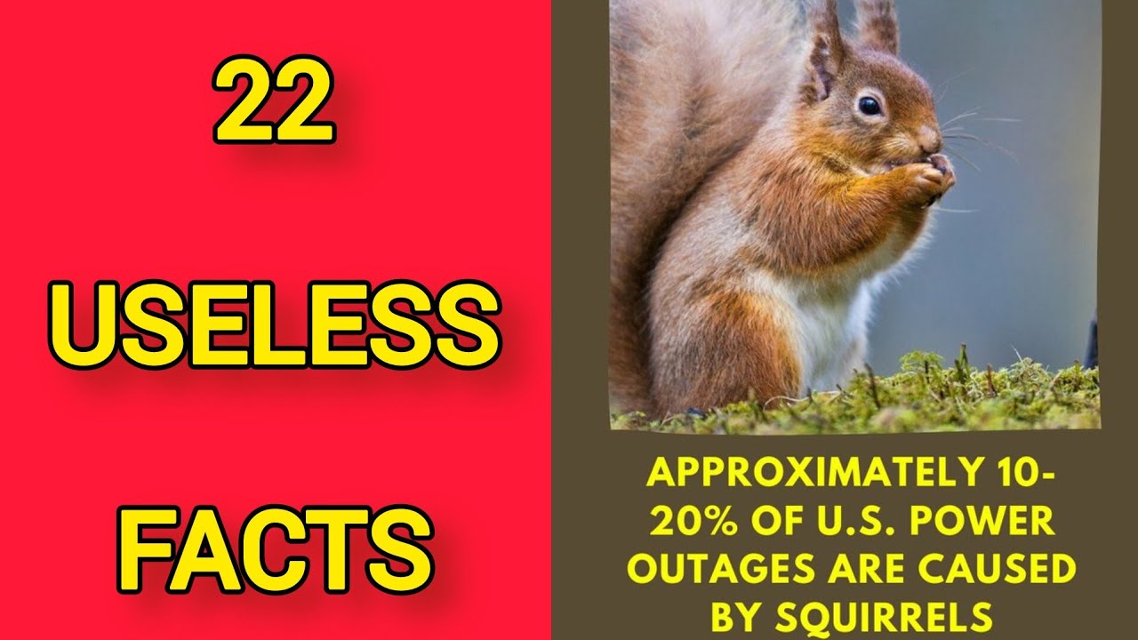 Amazing Mindblowing Facts You Didn't Need To Know | 22 USELESS Facts ...