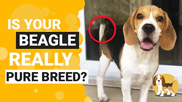 Do Beagles have white tips on their tails?