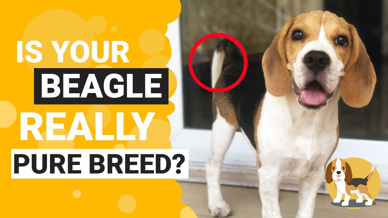 how to properly care for a beagle