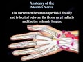 Anatomy of the median nerve  everything you need to know  dr nabil ebraheim