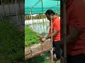 Sandalwood seed germination in katol Maharashtra nursery